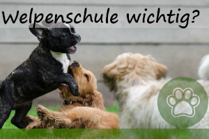 Welpenschule – wichtig für Hunde?