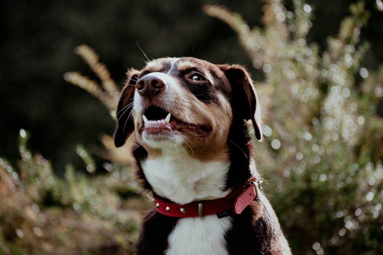 Hunde: Häufige Zahnprobleme und deren Vorbeugung