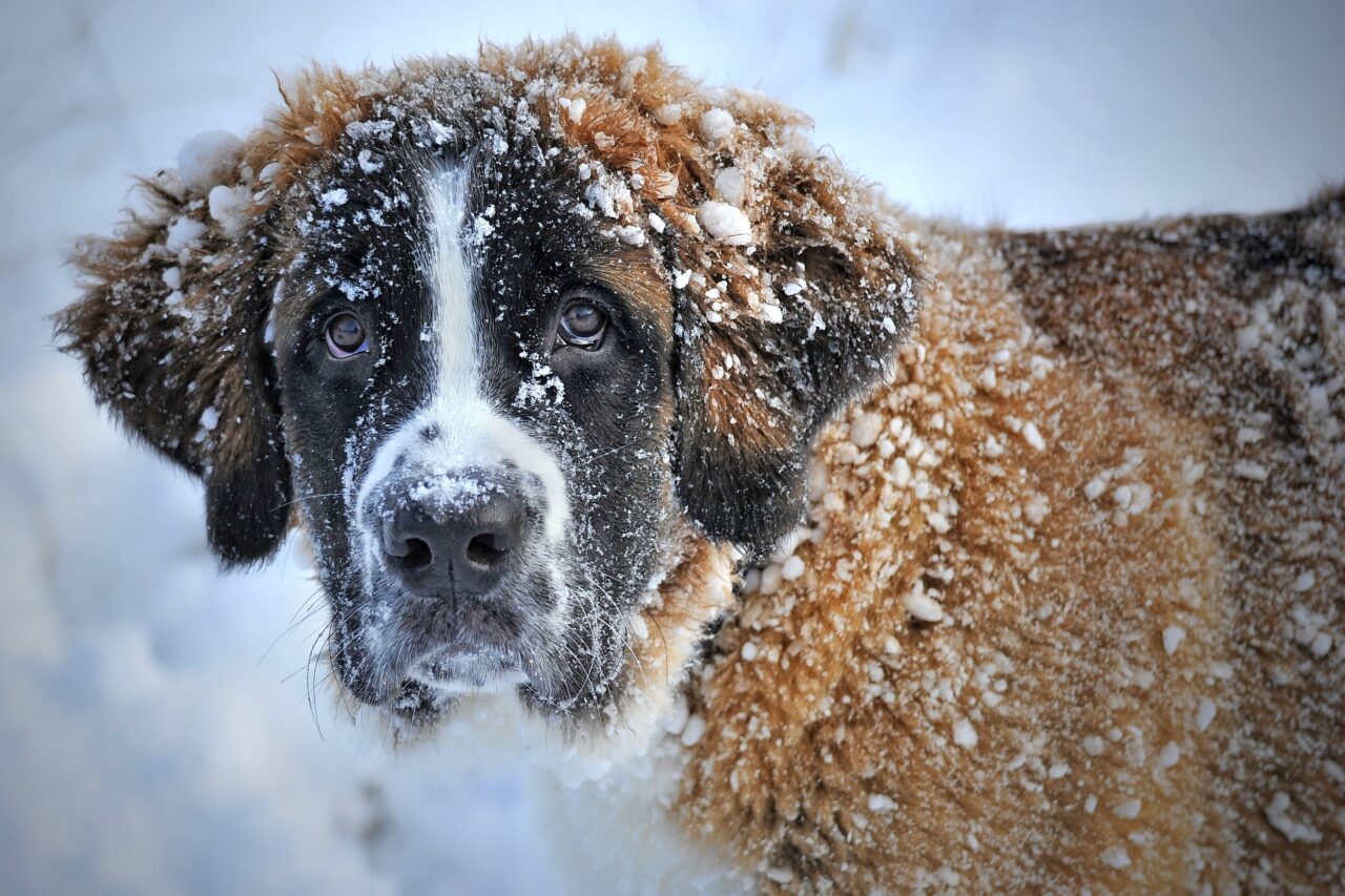 hund im winter schützen