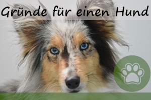 10 Gründe für einen Hund