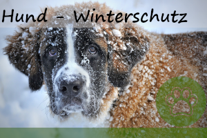 Hund im Winter schützen – 4 super Tipps