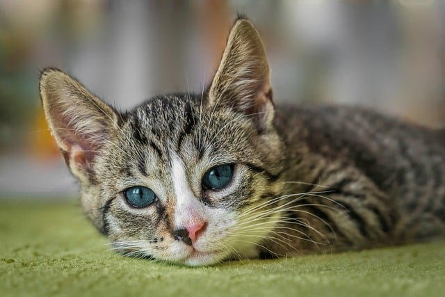 Verstopfung bei Katzen lösen