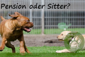 Hundepension oder Hundesitter? – was ist besser?