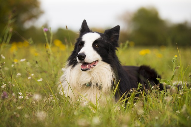 border collie hirtenhunde