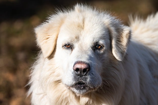 Maremma Schäferhund