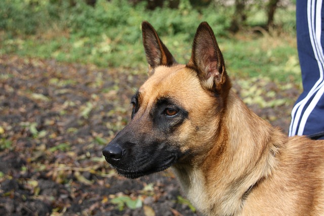 Belgischer Schäferhund