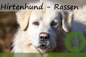 Hirtenhunde – die 10 besten Rassen!