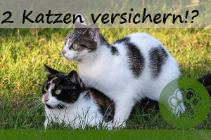 Die optimale Katzenversicherung für zwei Katzen finden