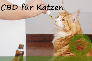 CBD für Katzen als Alternative Medizin – Vorteile und Möglichkeiten