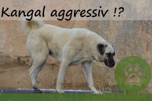 Kangal aggressiv – oder doch ein sanfter Riese?